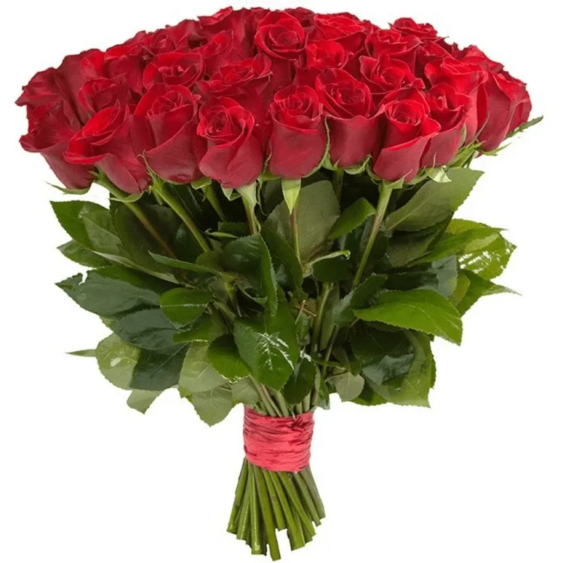 Розы Голландия красные